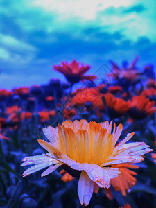 水菜图片 水菜素材 水菜高清图片 摄图网图片下载 第4页 水菜图片 水菜素材 水菜高清图片 摄图网图片下载 第4页