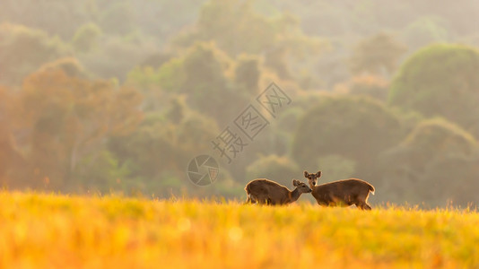 夏天自由景观泰国PhuKhieo野生动物保护区背景中模糊的日出长青森林绿草原上的猪头母鹿和野牛在绿草地上放牧图片
