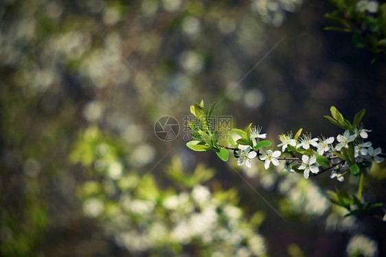 颜色植物群雌蕊古旧照片镜头有美丽的背景和环bokehBlossom树自然日落阳光明春花美丽的果园摘要图片