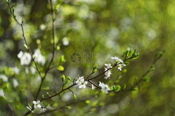 生长古旧照片镜头有美丽的背景和环bokehBlossom树自然日落阳光明春花美丽的果园摘要模糊老的图片