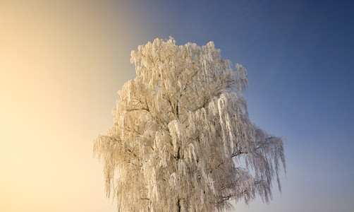 季节冬天雪覆盖了寒的树枝木上到处都是白雪日落橙黄色和蓝雪覆盖了秋冬的野生树背部冷杉图片