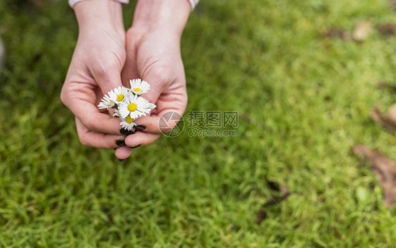 草地附近有小白花的女人分辨率和高质量的美丽照片高质量和分辨率的美丽照片概念棕色的解析度女图片