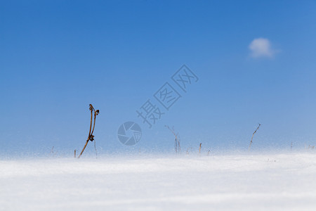 晴天霜一片干燥的草枝在雪暴中从露出蓝色的天空你可以在寒风下落雪的严看到一阵雪花圣诞节图片