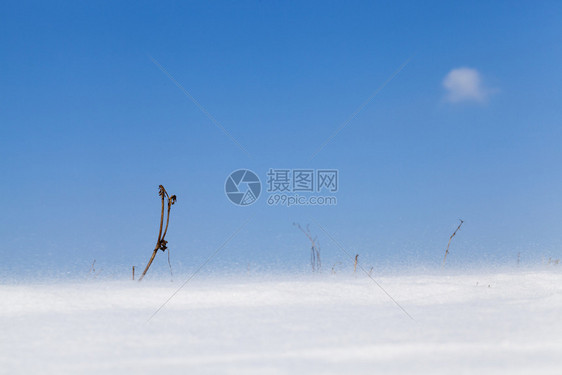 晴天霜一片干燥的草枝在雪暴中从露出蓝色的天空你可以在寒风下落雪的严看到一阵雪花圣诞节图片