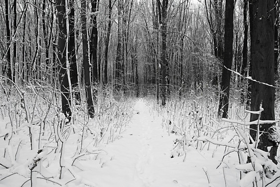 在下面旅行冬天森林自然季圣诞节新年背景林地下雪积图片