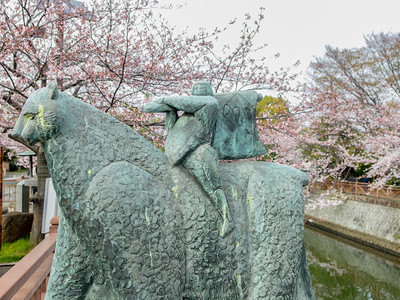 金太郎日语本传奇人物KINTARO雕像背景是全盛开的樱花木树模糊不清东方的背景