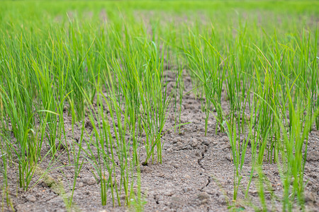 种植园热的在干旱地区貌景观中种植耕地和干燥土壤的稻田种绞尽脑汁