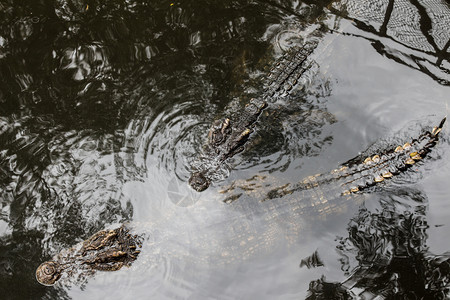 动物猎人捕捉鳄鱼在水中冒着危险漂浮强大凶猛的图片
