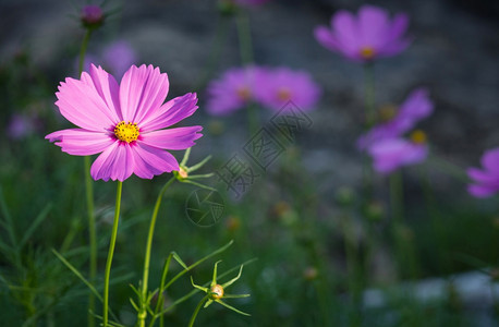 非洲菊宇宙花园绽放图片