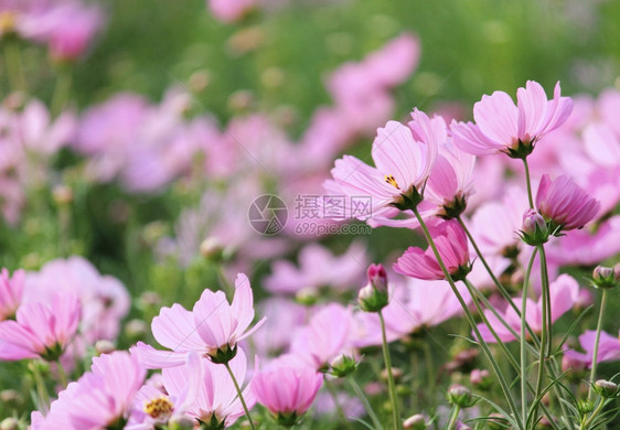 夏天季节粉色花朵图片