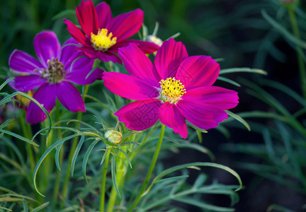 黄色的雏菊宇宙花图片