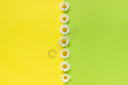 垂直线洋甘菊雏花在黄色和绿纸背景上以最小样式复制空间模板用于刻字文本或您的设计创意平躺顶视图垂直线洋甘菊雏花在黄色和绿纸背景上以图片
