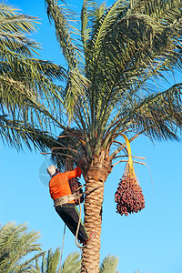 生态的男人在棕榈树上收获枣子男人在椰树上剪下挂着的枣子男人收获工在棕榈树上采集枣子农民在园收获成熟的子男人在棕榈树上收获枣子工人背景图片