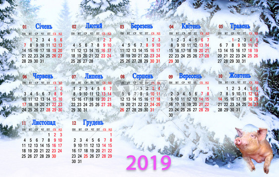 为了2019年日历有趣的猪从白雪皑森林中云杉下窥视明年的猪象征2019年乌克兰语与家畜日历办公室和家庭使用日历年乌克兰语与冬季森图片