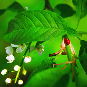 一种在绿叶和鲜花芽间开阔的鸟樱树枝上一对小虫子选择地聚焦模糊的春光闪耀着绿色背景与小虫一起植物群野生动图片