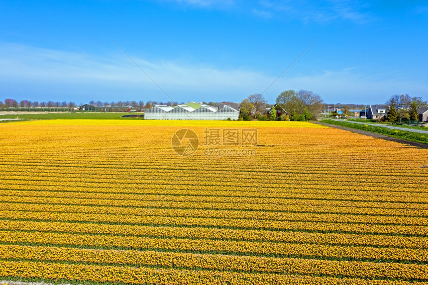 花的季节床来自荷兰农村露出盛开的郁金香田空中飞行公司图片