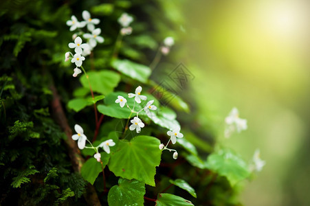 海棠户外动机热带雨林树干中的白花丛闪亮在日出时古老热带雨林中的新鲜和红贝戈尼亚关注花朵图片