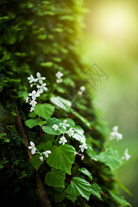 天植物热带雨林树干中的白花丛闪亮在日出时古老热带雨林中的新鲜和红贝戈尼亚关注花朵清爽图片