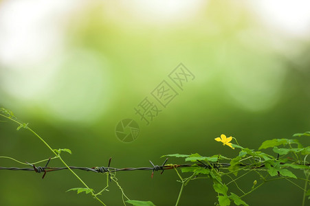 清爽廷多拉植物在有刺铁丝网栅栏上滚动的黄色长春花绿园在背景中模糊不清关注黄花图片