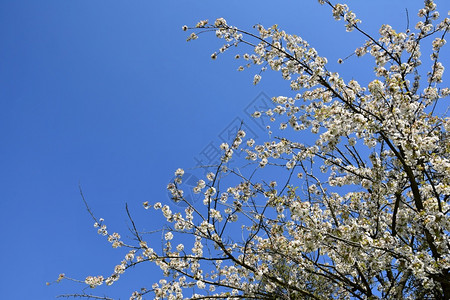 樱花绿色美丽的盛开果树枝美丽花朵白色和粉红的花朵有阳光和蓝天空季节自然春天背景模糊季好的图片