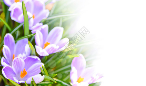 漂亮的番红花第一春季或复活节广告横幅模拟活动带复制空间的白色背景新紫罗兰竹条图片