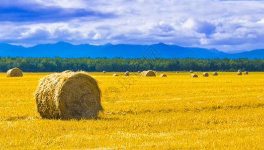草地上的大圆稻包选择焦点大麦干燥风景优美图片