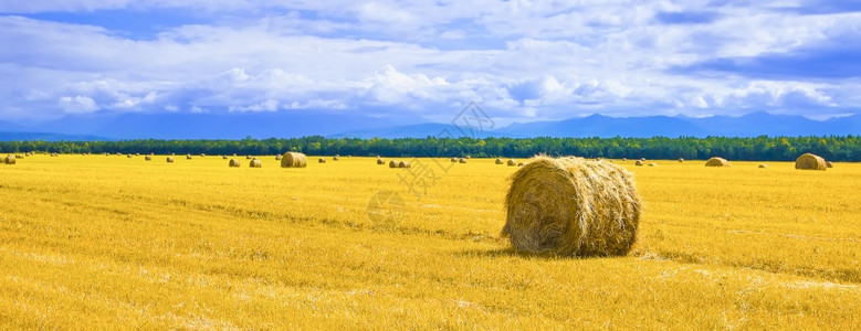 草地上的大圆稻包选择焦点农场收成颜色图片