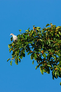 一只山上皇鸽或Duculabadia季节以无花果树的成熟水为食亚洲质地阴凉处图片