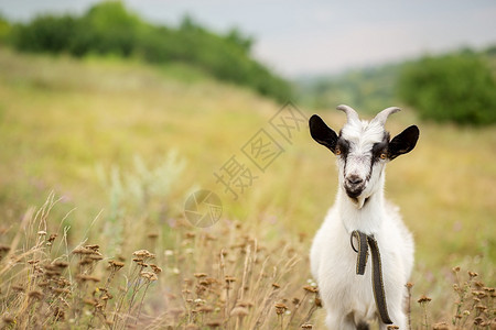 独自的草地上一只白山羊的肖像特写模糊背景农场地图片