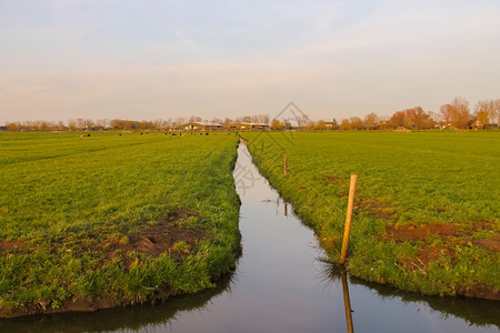 放牧夏天乡村的荷兰农场附近绿草地和河道图片
