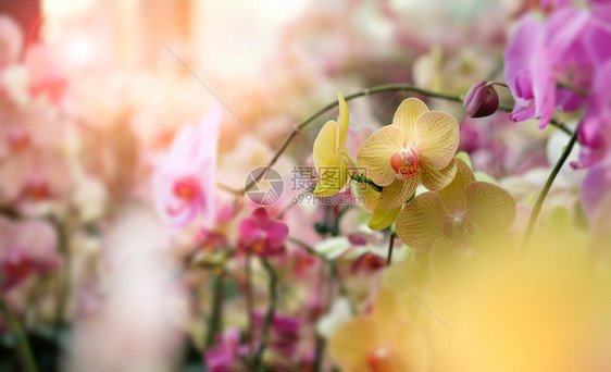 耀斑开花植物学清晨阳光下美丽的兰花有自然背景选择焦点和模糊让镜头点亮图片