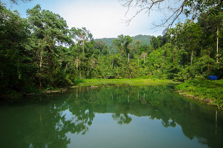 森林中池塘图片