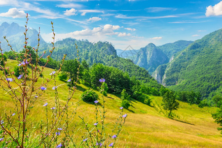 牧场岭阳光红紫花在黑山的中鲜花在上图片