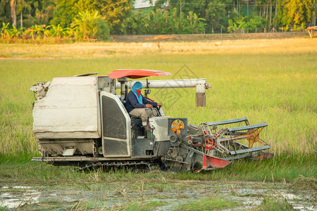 农田泰国纳孔潘农18号20年号NoV120年收割机在野外获大米农业拖拉机图片