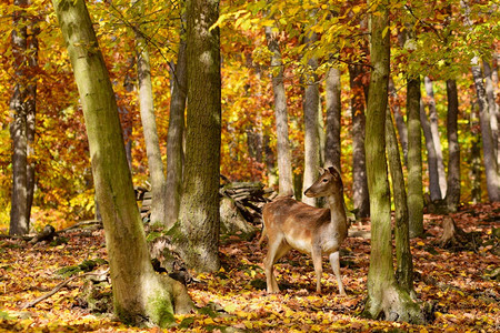森林里的鹿图片