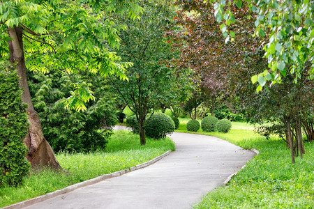 灌木丛天蜿蜒的步行柏油路穿过风景如画的绿色夏日公园阳光柔和路边有许多美丽的圆形装饰灌木和树圆形的图片