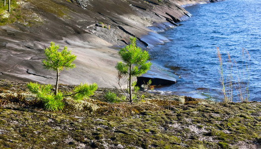 在卡列利亚的奥尼加湖花岗岩岸上青松树幼苗长在卡雷利亚选择取焦点美丽保护北图片
