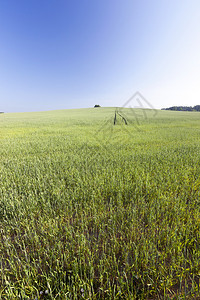 郁葱粮食片面景观其地深为一小块蓝天本底绿色不熟的谷物中蓝天面积很小在野外种植绿色黑麦食物图片