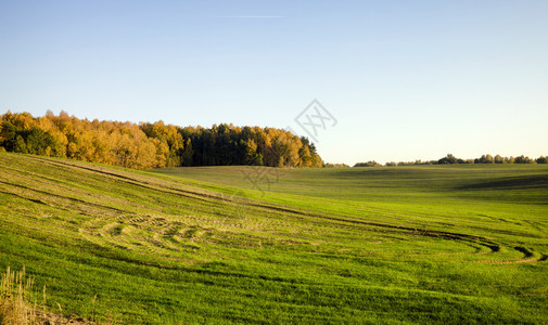 户外黑麦和小耳朵的绿芽春天在农业田地的风景在运输土壤痕迹上绿色耳朵的芽天空食物图片