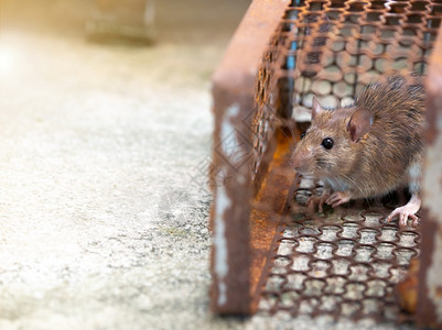 老鼠被困在陷阱笼中或入肮脏的老鼠将这种疾病传染给人类如麻鼠病瘟疫之家和住所不应有老鼠笼控制网害虫生活图片