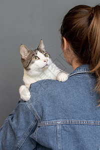 猫卡通图图片