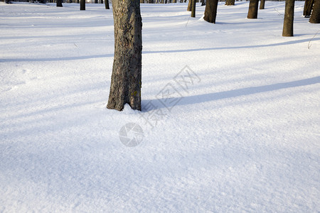 新鲜的冬季公园长树冬天由阳光照亮严冬公园的高雪树下阴影从干中掉下阴影冬季在公园的长雪树上落下阴影美丽的经过图片