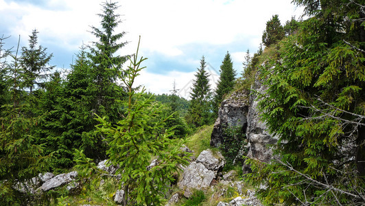 踪迹波兰皮涅尼山同族自然保护区的景观波兰皮埃尼山林中长绿树和岩石笨拙的峡谷图片