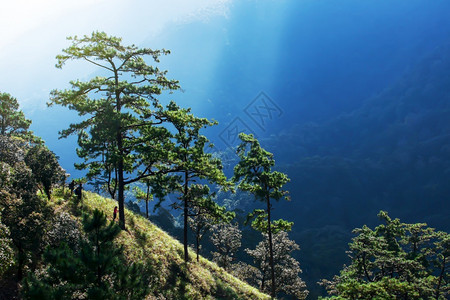 偏僻的在喜马拉雅山脊上徒步旅行一群年轻的远行者在松林中休息背包幸福阴影图片