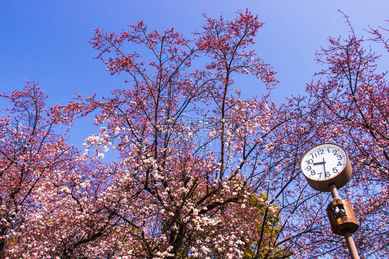 大阪jo公园前钟花粉红色朵和蓝天空明亮背景绿色植物正面图片