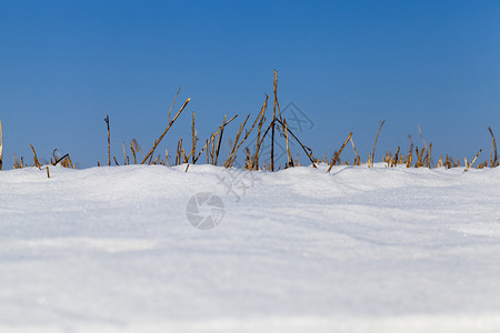 早晨在最后一场雪降冬露出积的干燥植物组寒冷的天气和蓝在干草上十二月冻结图片