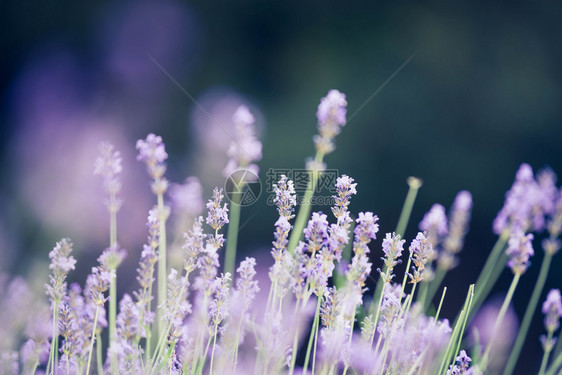 香味药物为了城市公园中美丽的熏衣草花模糊bokeh场地背景图片