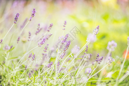 城市公园中美丽的熏衣草花模糊bokeh场地背景蓝色的农业花园图片