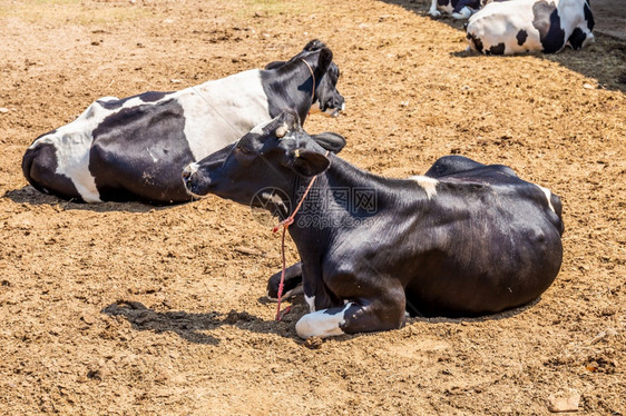 畜牧业牛肉奶是经济动物睡在农场的牛群图片