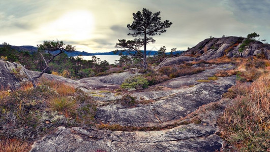草宁静北欧岩石的全景松树图片